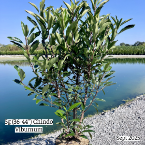 September 2025 5g Chindo Viburnum Single Website